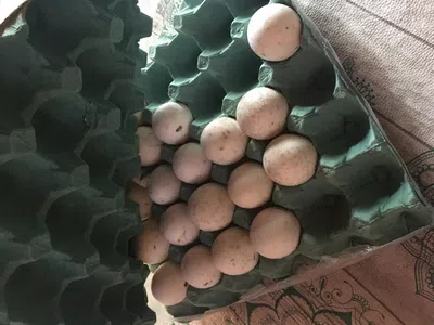 Alimentos en mal estado