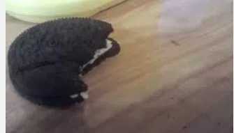 Tenia un gusano y olor