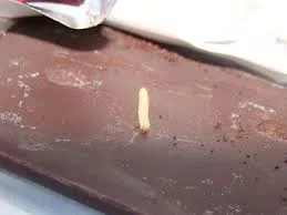 Gusanos en mi tableta grande de chocolate