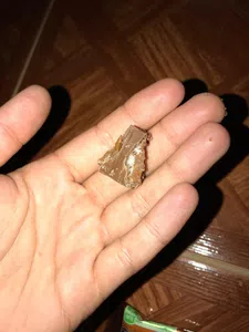 Chocolate con hongos