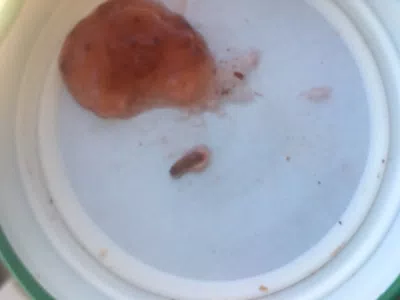 Gusano en mermelada bc de frutilla