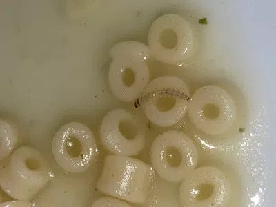 Gusanos en mis fideos