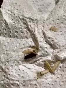 Bichos en el arroz y telita blanquecina como de capullo
