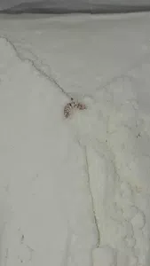 Gusano en paquete de harina pureza