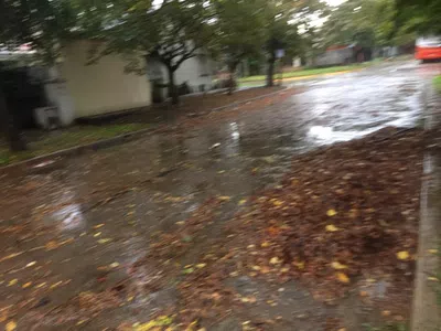 Falta de poda y limpieza de las calles
