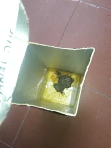 Algo extraño dentro del envase de baggio