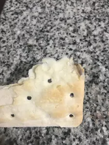 Polilla en galleta express