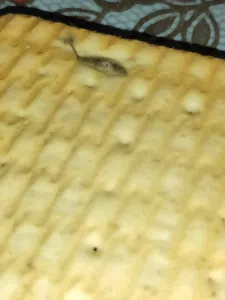 Galletas con pelusa incrustada