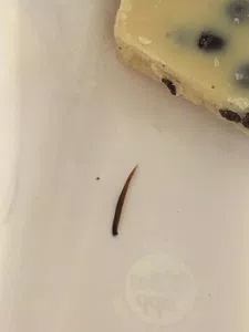 Bicho en el chocolate
