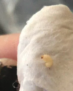 Larvas en caramelos