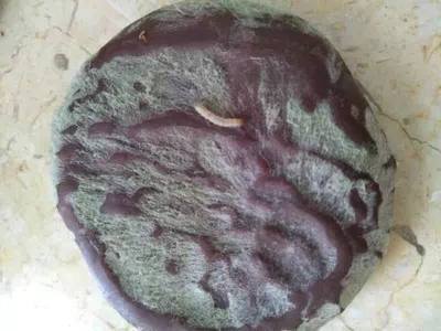 Chocolate contaminado de hongos y gusanos