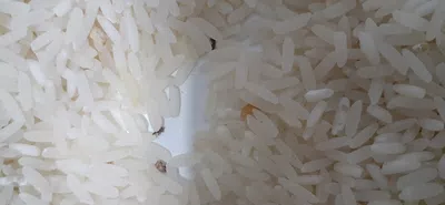 Arroz moneda en mal estado