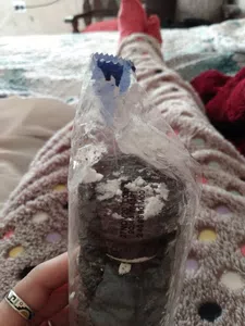 Problema con las galletitas