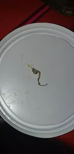 Metal dentro del dulce de leche