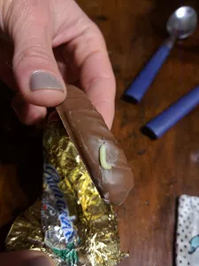 Gusanos en chocolate felfort