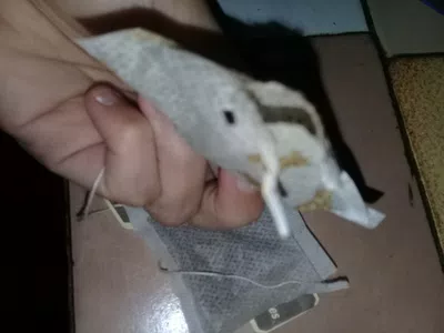 Sacos de cafe rotos