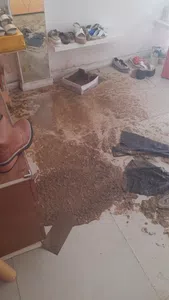 Brota caca dentro de mi local