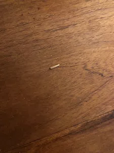 Gusano en chocolinas