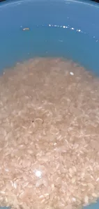 Bichos