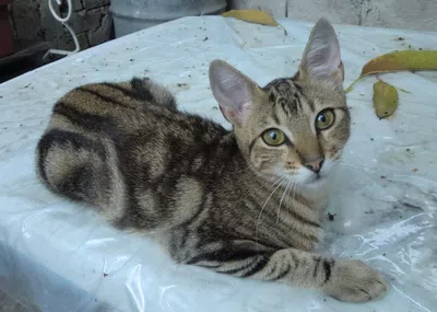Que se realice captura de los estafadores bellavei!!