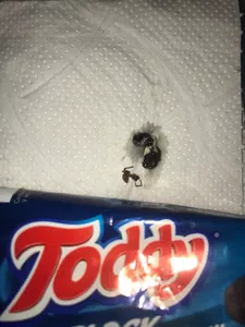 Encontre una araña en mi galleta