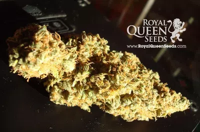 Estafa con royal queen seeds argentina facebook
