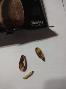 Gusano dentro de una pipa