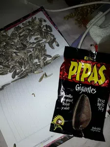 Encontré gusanos en un paquete de pipas gigantes