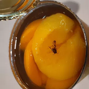 Avispa muerta dentro de una lata de durazno