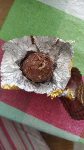 Gusanos en ferrero rocher