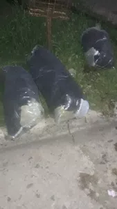Viene el recolector y siempre deja las bolsas d basura no las lleva vivo en pico