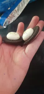 Galletitas falladas - sin tapa y relleno sin esparcir