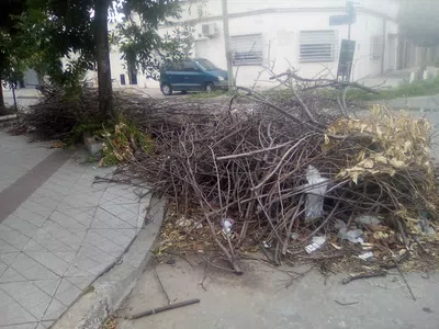 Recoleccion de poda de arboles