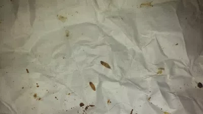 Gusano en chocolate