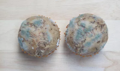 Hongos