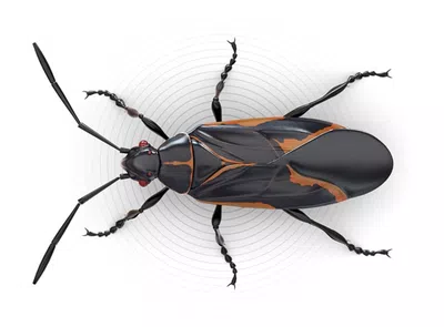 Insecto en la gaseosa manaos