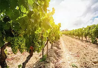 Vino con una pelusa