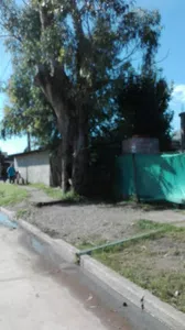 Poda y retiro del eucalipto