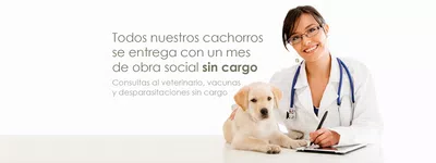 Quiero devolver el cachorro