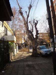 Remover el arbol en cuestion