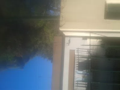 Urgente una visita x arboles que pueden destruir mi casas