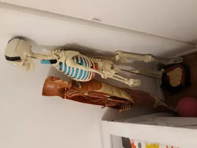 No se puede armar el esqueleto del cuerpo humano