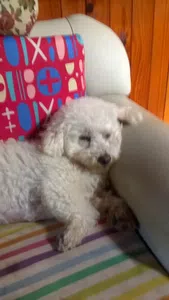 Dar  de baja a l seguro cardi