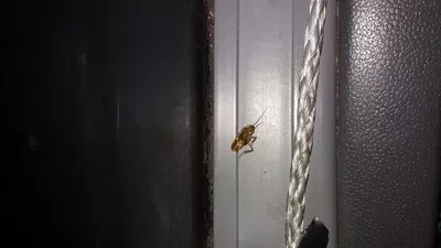 Cucarachas por todos lados