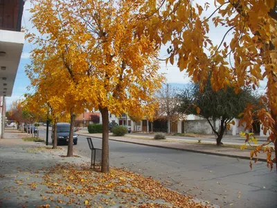 Poda de arbolado