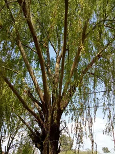 Sacar un árbol urgente agarra cables y las raíces los caños de aguas
