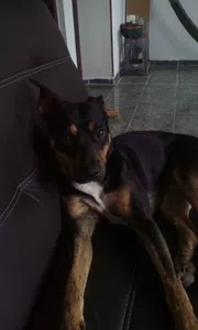 Traslado de mi mascota de méxico a uruguay y resarcimiento de gastos