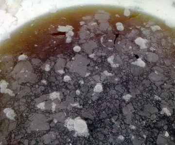 Hongos o materia desagradable dentro de un cerveza de litro