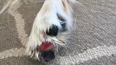 Que buquebus se haga cargo de las quemaduras de mi perro en su barco