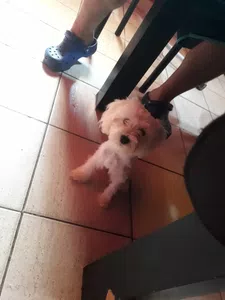 Que me den el servicio a la brevedad posible